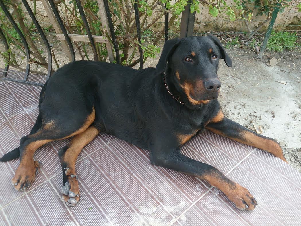 domainedelalicorne.fr Elevage de beauceron chiot beauceron pure race élevage du clos de la licorne elevage des gardiens de la licorne elevage beauceron noir et feu authentique gros gabarits élevage de Beauceron familial sérieux et qualité domainedelalicorne.fr suivi des chiots conseil d’éducation chiot propre bas rouge santé caractère spécialiste du beauceron noir et feu ou arlequin chien rustique berger de France  nos chiots sont élevés avec amour et attention notre passion au service de la qualité Beauceron de qualité et sportif domaine de la licorne 04380 BARRAS élevage en liberté éleveur berger de beauce élevage de beauceron de travail 